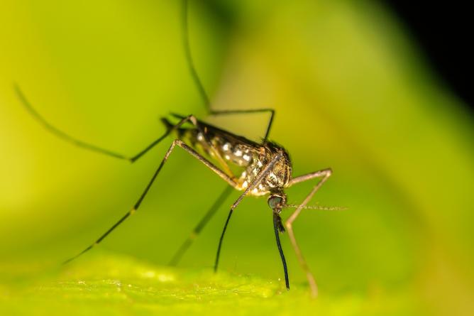 Fotó Elkezdődik a szúnyoggyérítés